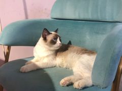 -这儿没有猫·猫咖萌宠馆·撸猫