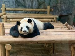 -深圳野生动物园