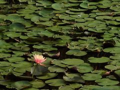 -东莞植物园