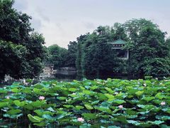 -荔湾湖公园