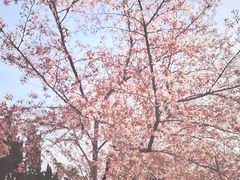 -嘉定紫藤园