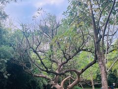 -大屏嶂森林公园