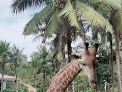 -海南热带野生动植物园