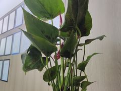 -广州市天河区先烈东小学(沙河校区)