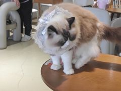 -藏猫猫咖啡主题馆(中央大道店)