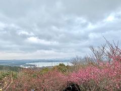 -香雪海