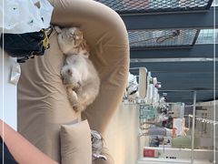 -怪兽屋·羊驼·猫咖·狗咖(俊华广场店)