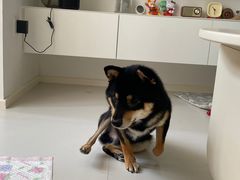 -多乐狗狗宠物训练工作室