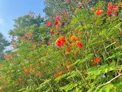 -中国科学院西双版纳热带植物园