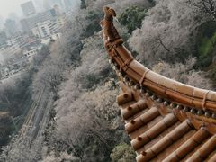 -黄鹤楼公园(黄鹤楼)