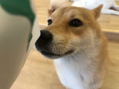 -南京Hallo宠物乐园·哈罗犬舍·柴犬繁育基地