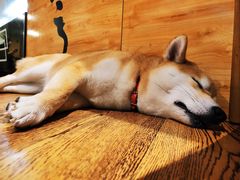 -柴务处·柴犬主题狗咖