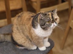 -滚猫咖啡·猫咖·猫友好撸猫(未来城店)