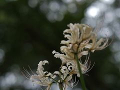 -杭州植物园