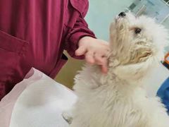 -瑞派雷欧宠物医院·中兽医·眼科·急重症转诊中心(黄台店)
