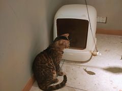 -飞行喵MR PILOT|猫舍·猫咖(静安大融城店)