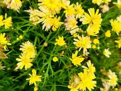 -海堤葡萄园中小学生研学基地