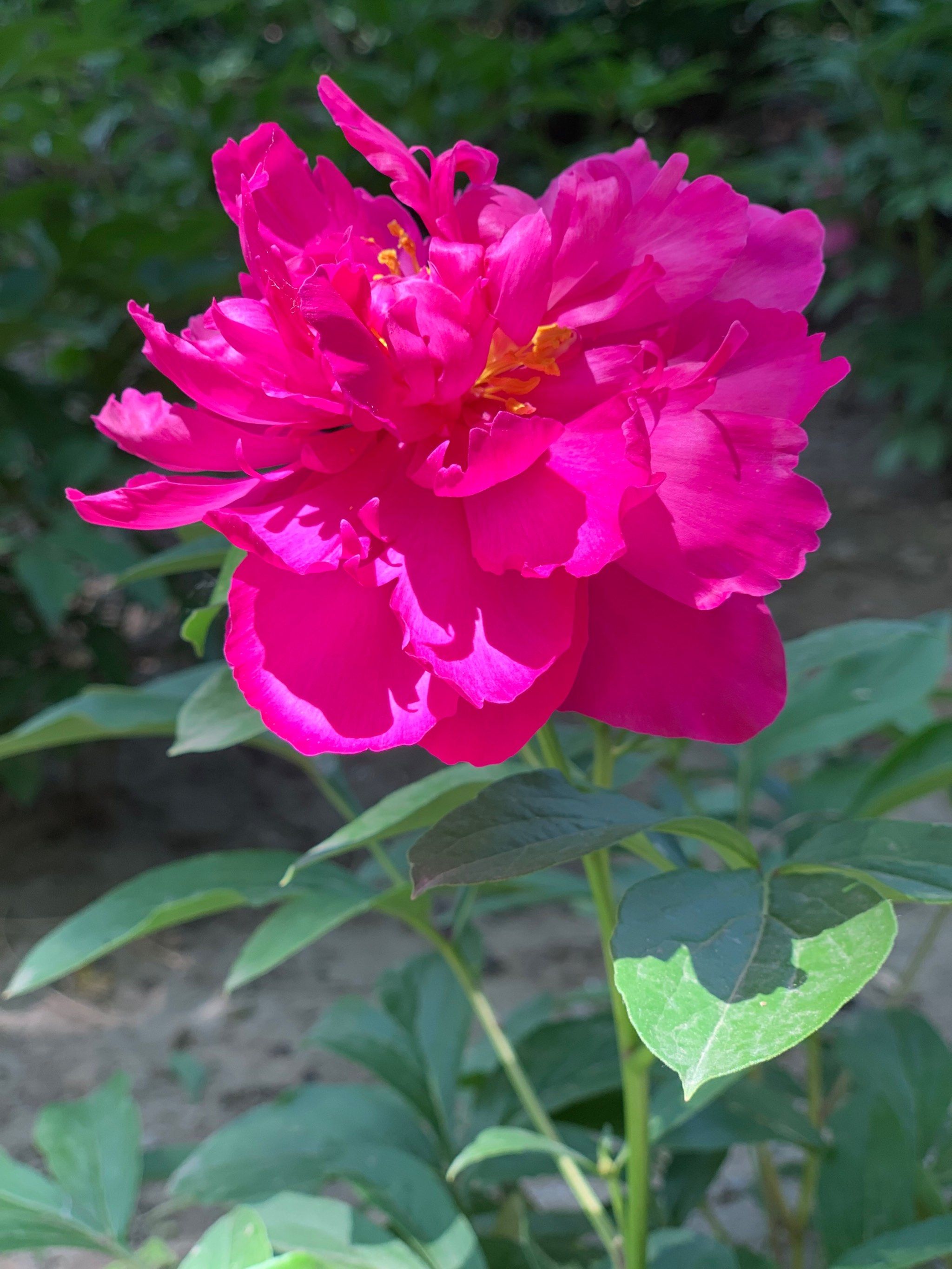 送你一朵小红花