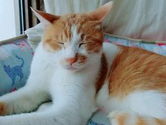 -猫咖时代(中山亭店)