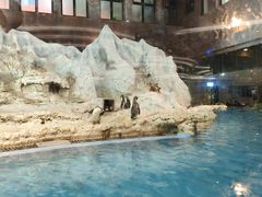 -帝企鹅自助餐厅•儿童岛•真企鹅(长隆企鹅酒店)