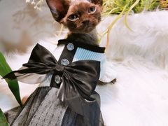 -70cat德文卷毛猫·缅因猫纯种猫舍