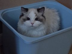 -猫十亿·布偶金渐层·曼基康矮脚猫舍(青年路店)