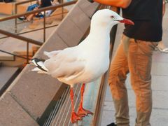 -悉尼歌剧院