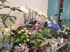 -紫荆广场·花漫里