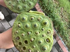 -荷花荡