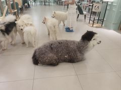 -安格丽娜·狗咖·猫咖羊驼咖(春熙路百盛商场店)