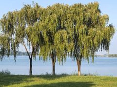 -漕湖湿地公园