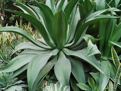 -呀路古热带植物园