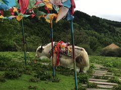 -硗碛藏寨·神木垒景区