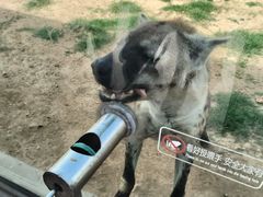 -西霞口神雕山野生动物世界