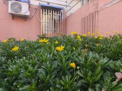 -苹果花园(金沙江店)