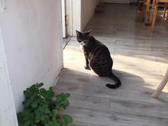 -海边的猫和咖啡馆