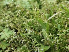 -老范地摊烧烤(阳光金地园店)