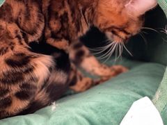 -COLOR PETS 撸猫馆·购猫·猫咖(长风大悦城店)