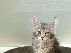 -青奢宠物·青奢猫舍