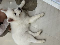 -共舞时光猫咖·狗咖(新街口店)
