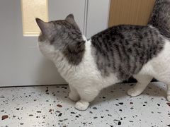-瑞派康怡24h宠物医院·犬猫医疗中心·微创绝育(瑞景分院)