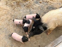 -泉州海丝野生动物世界