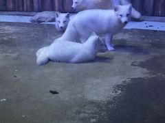 -芜湖新华联大白鲸海洋公园