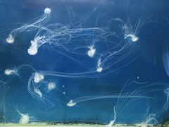 -嘉兴海底世界
