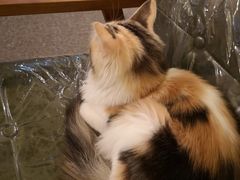 -猫色咖啡·猫咖