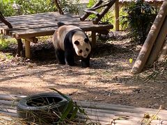 -深圳野生动物园