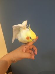 -Moni星球萌宠·小马宝莉·灵蛇·高端高阶全萌宠互动体验俱乐部(红豆国际广场店)