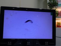 -苗医生0感祛痘连锁