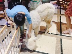 -猫色咖啡·猫咖