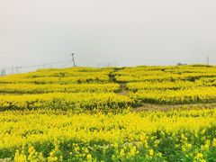 -三圣花乡旅游区